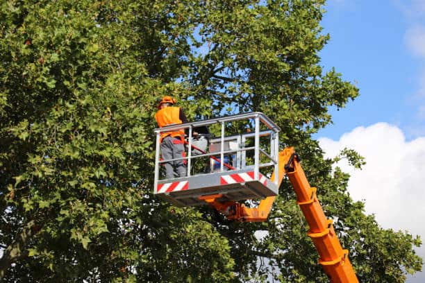 Adirondack Tree Experts crew trimming large canopy