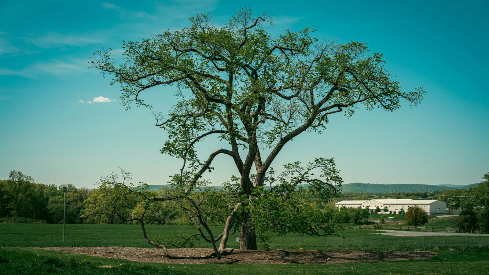 Tree Health Care and Deadwood Removal