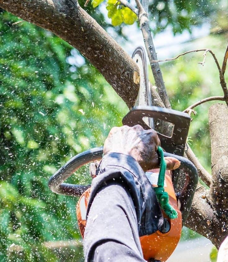 Adirondack Tree Experts founder and lead arborist